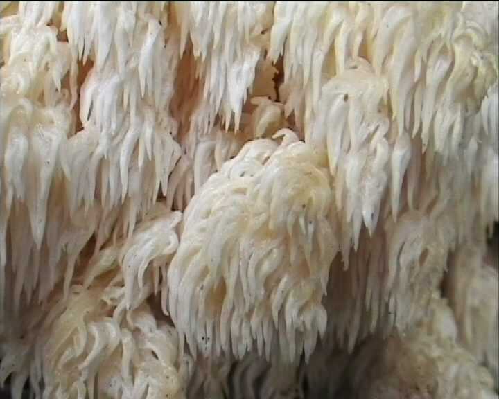 Hericium coralloides  (Scop.:Fr.)  pers.